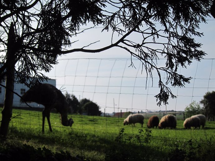 Rural, campo, avestruz, ovejas.