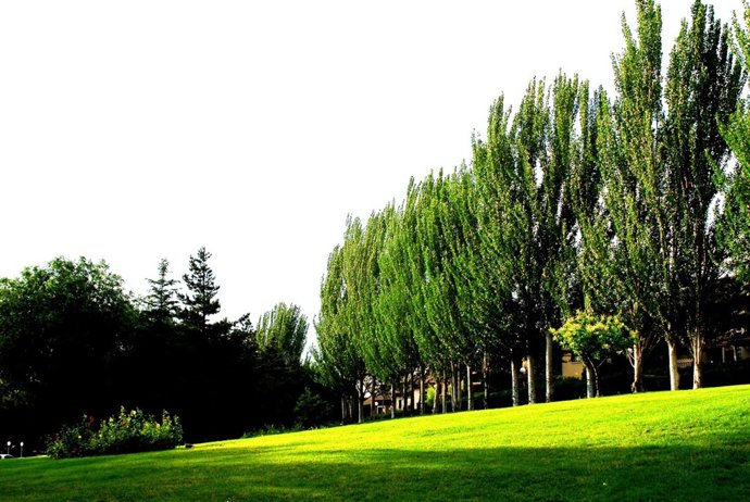 Arboles de Pozuelo