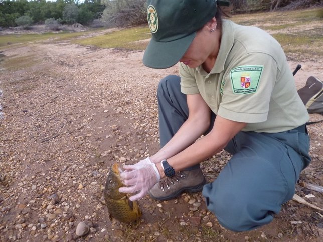 Una agente de Medio Ambiente examina uno de los peces muertos. 