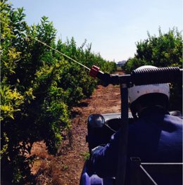 Tratamientos terrestres contra la mosca de la fruta en zonas citrícolas