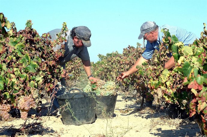 Imagen de la vendimia en Huelva. 