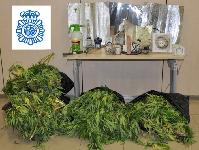 Plantas de Cannabis intervenidas en la vivienda de Béjar