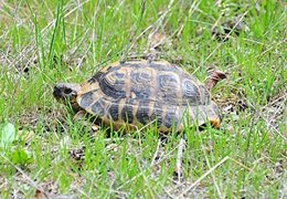 Tortuga liberada en el Parque Natural del Montstant