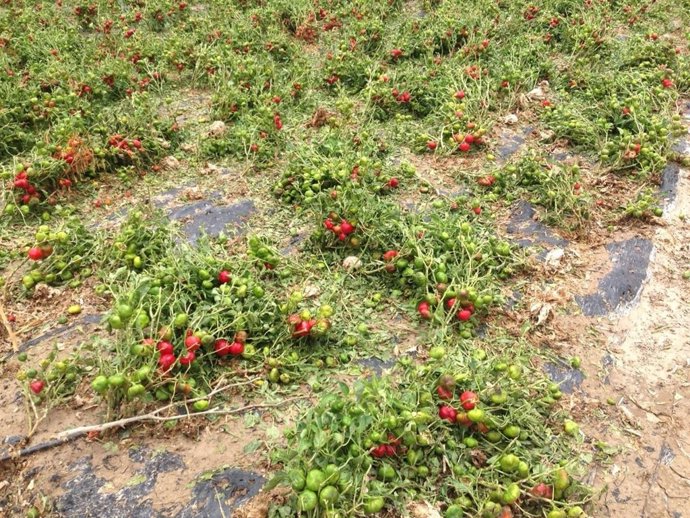 Campo afectado por el granizo