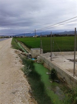 Zona en la que se ha detectado una introducción dolosa de caracol manzana