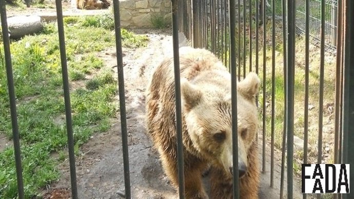 Uno de dos los osos de Artíes que serán traslaados a Bélgica