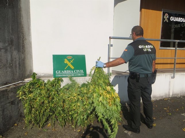 Marihuana intervenida en Noia (A Coruña).