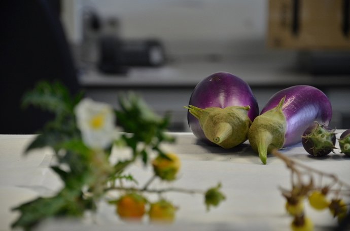 Investigadores tratan de conseguir berenjenas resistentes al cambio climático