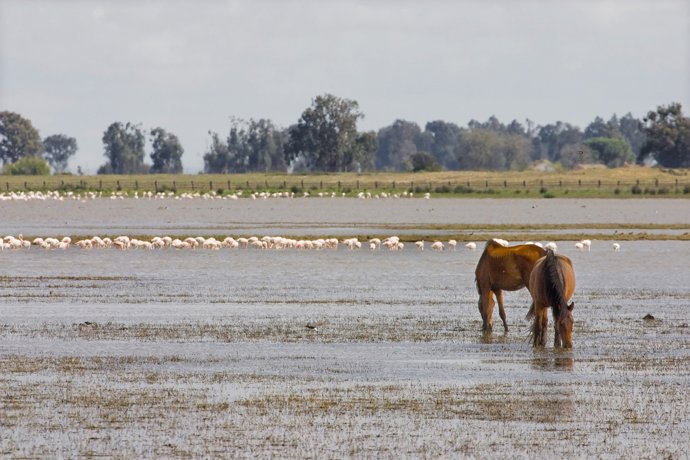 Seo/BirdLife insta a medidas urgentes ante declive aves acuáticas en Doñana