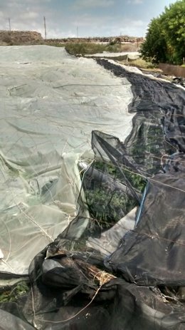 Invernadero derrumbado