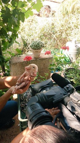 Cerdo nacido con dos caras