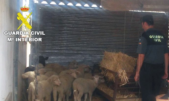 Corderos recuperados por la Guardia Civil. 