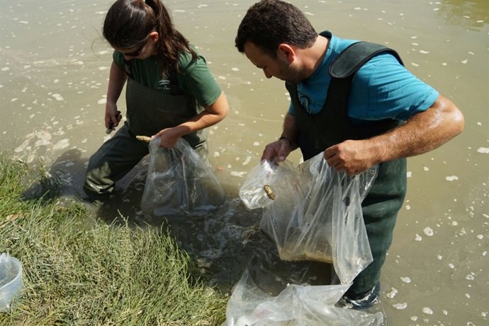 Suelta de angulones en el río Iro