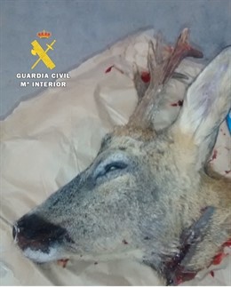 Corzo abatido por la persona detenida. 