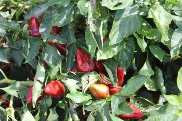 Tap de cortí afectado por la lluvia