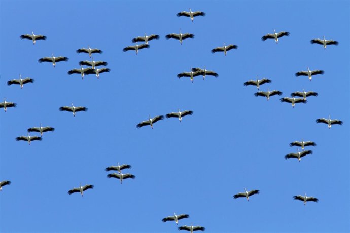 Migración de aves