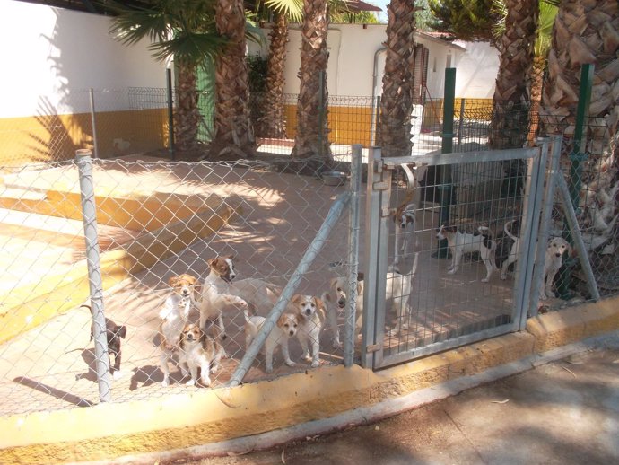 Perros Servicio de Recogida de Animales Vagabundos de la Diputación de Málaga 