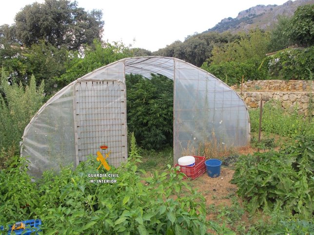Plantación de marihuana en Algatocín Guardia Civil