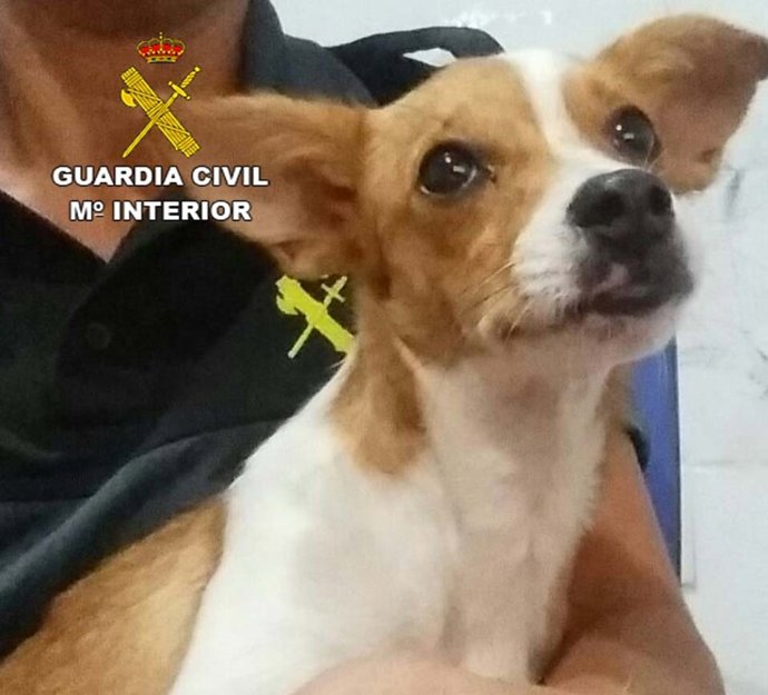 Perro abandonado por su dueño en un parque de El Ejido