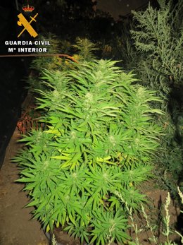 Plantas de marihuana incautadas en Navaluenga