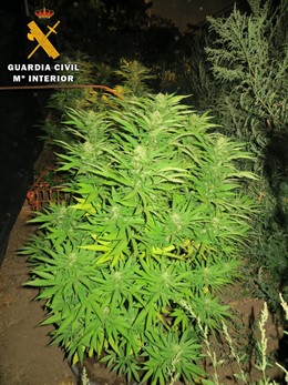 Plantas de marihuana incautadas en Navaluenga