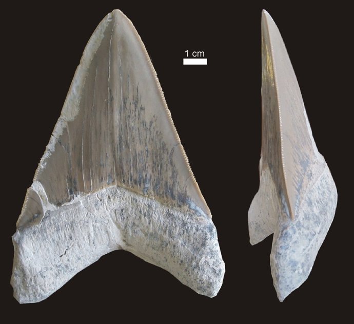 Diente del tiburón sobre el que se ha hecho el estudio