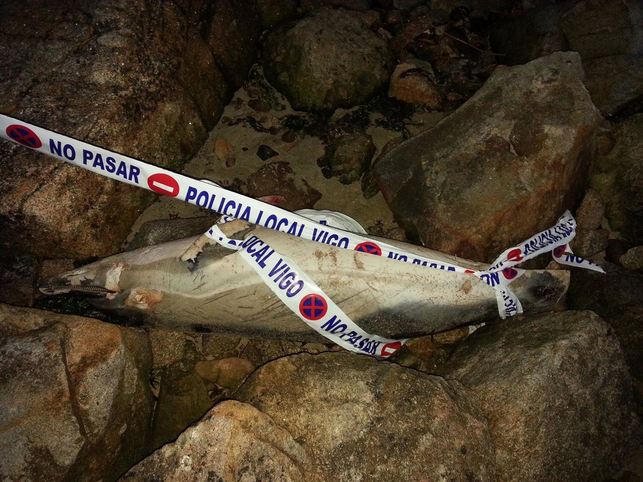 REMISIÓN DE FOTOGRAFÍAS DEL DELFÍN VARADO NOTICIA QUE SE LE ENVÍO EN LA NOTA DE 