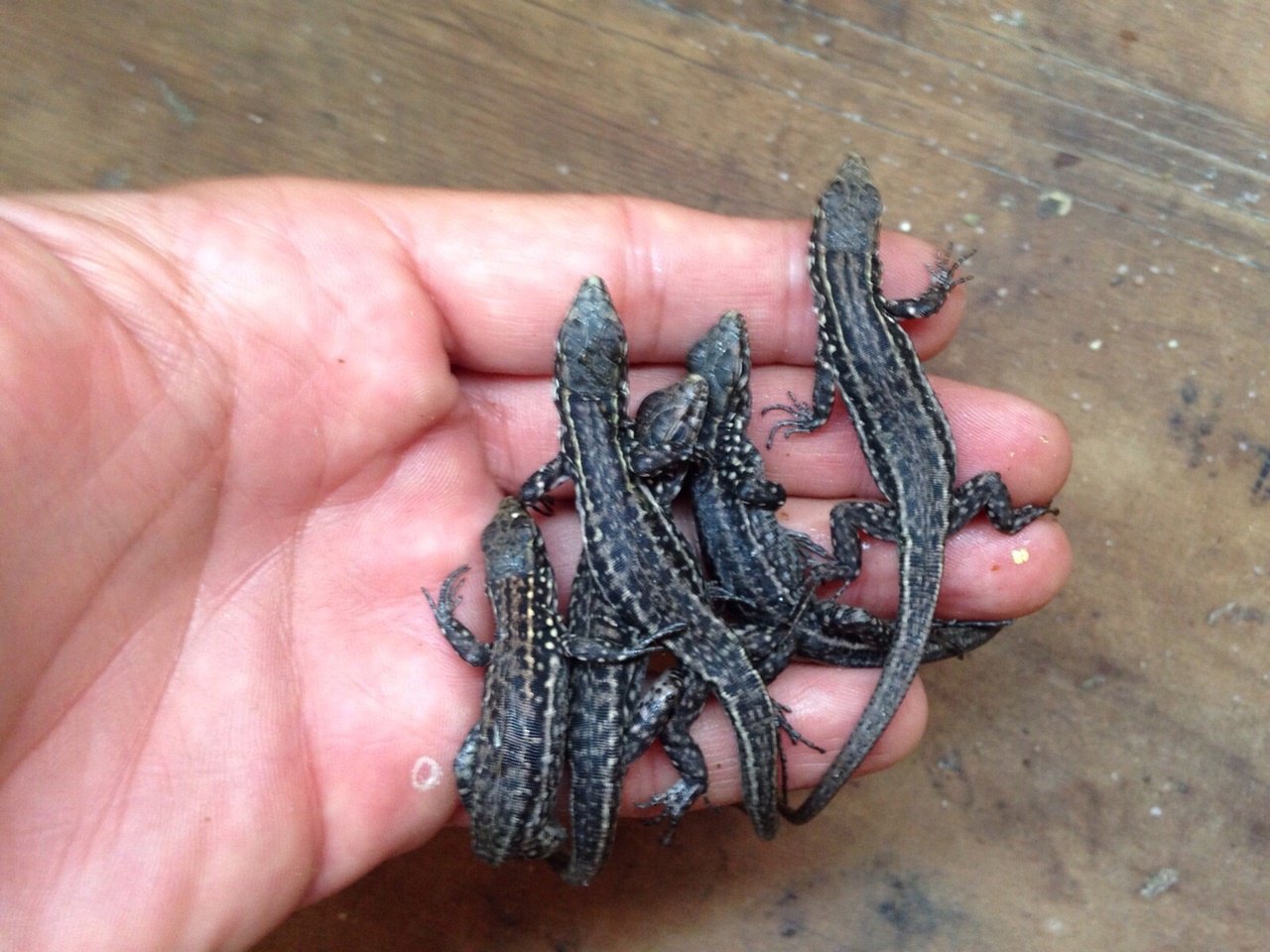 Nacen En Cautividad 56 Crías De Lagarto Gigante De El Hierro