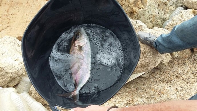 Ejemplar de pez limón liberado en Conil