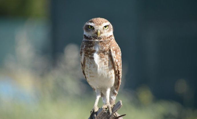 Ejemplar de búho rural