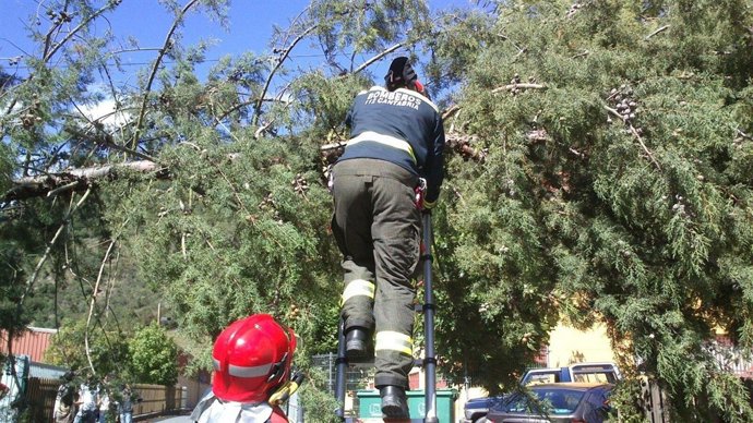 Retirada de árboles y ramas