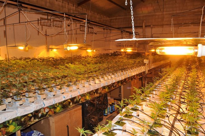 Plantación de marihuana intervenida en Écija (Sevilla)
