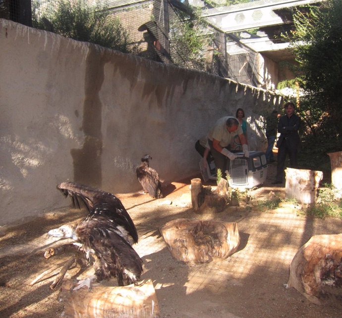 Suelta de buitres en el Zoológico de Córdoba