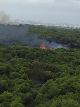 Incendio en El Saler (Valencia).