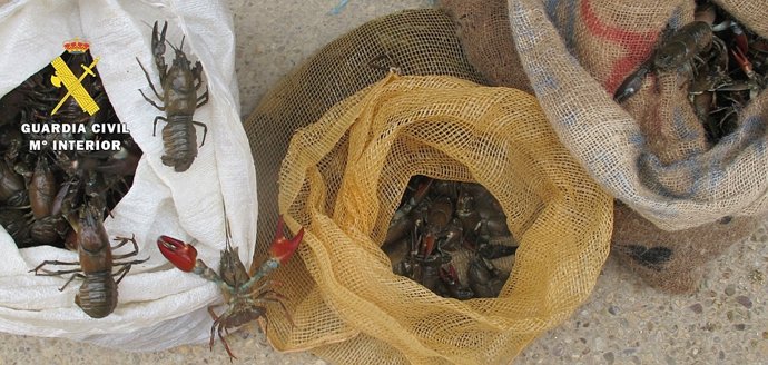 Imagen de los cangrejos capturados