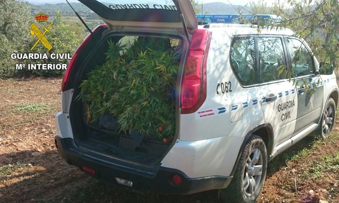 CULTIVO DE MARIHUANA