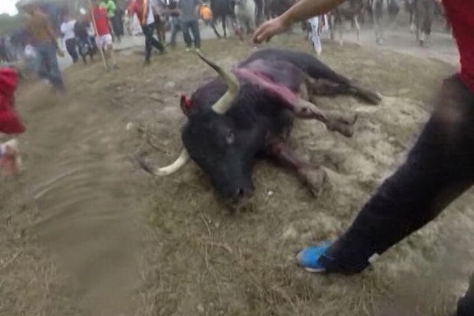 El Toro de la Vega provoca duros enfrentamientos