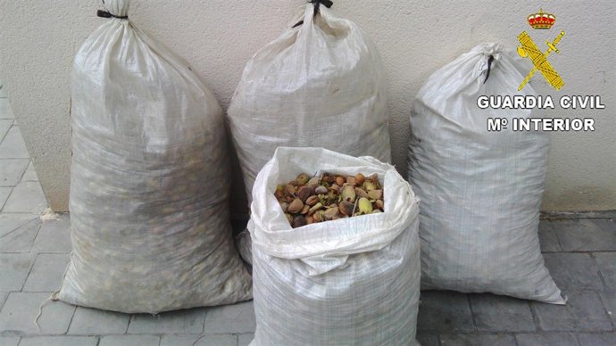 19 Personas Imputadas Por De Robo De Almendras Y Algarrobas