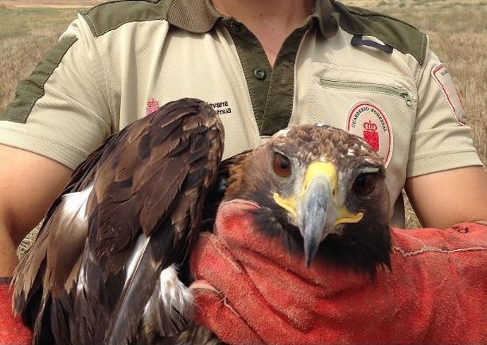 Águila real muerta en la Ribera