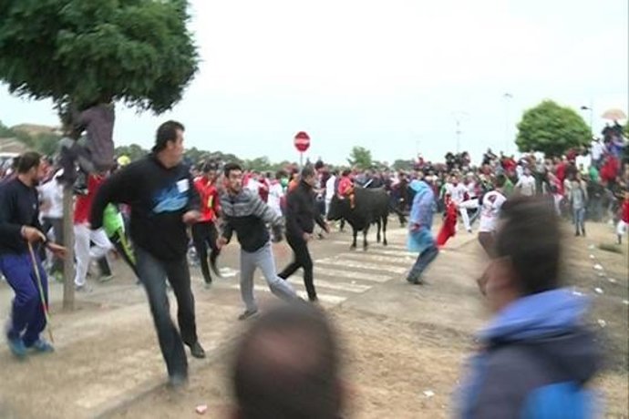 Toro de la Vega