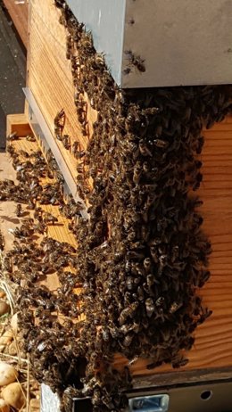 Abejas en la puerta de una colmena