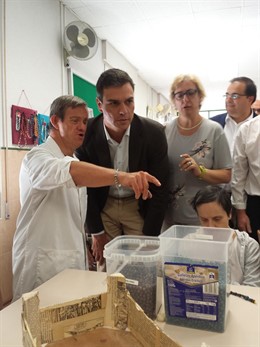 El secretario general del PSOE, Pedro Sánchez