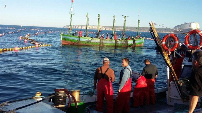 Nuevas jaulas de engorde de atún de almadraba