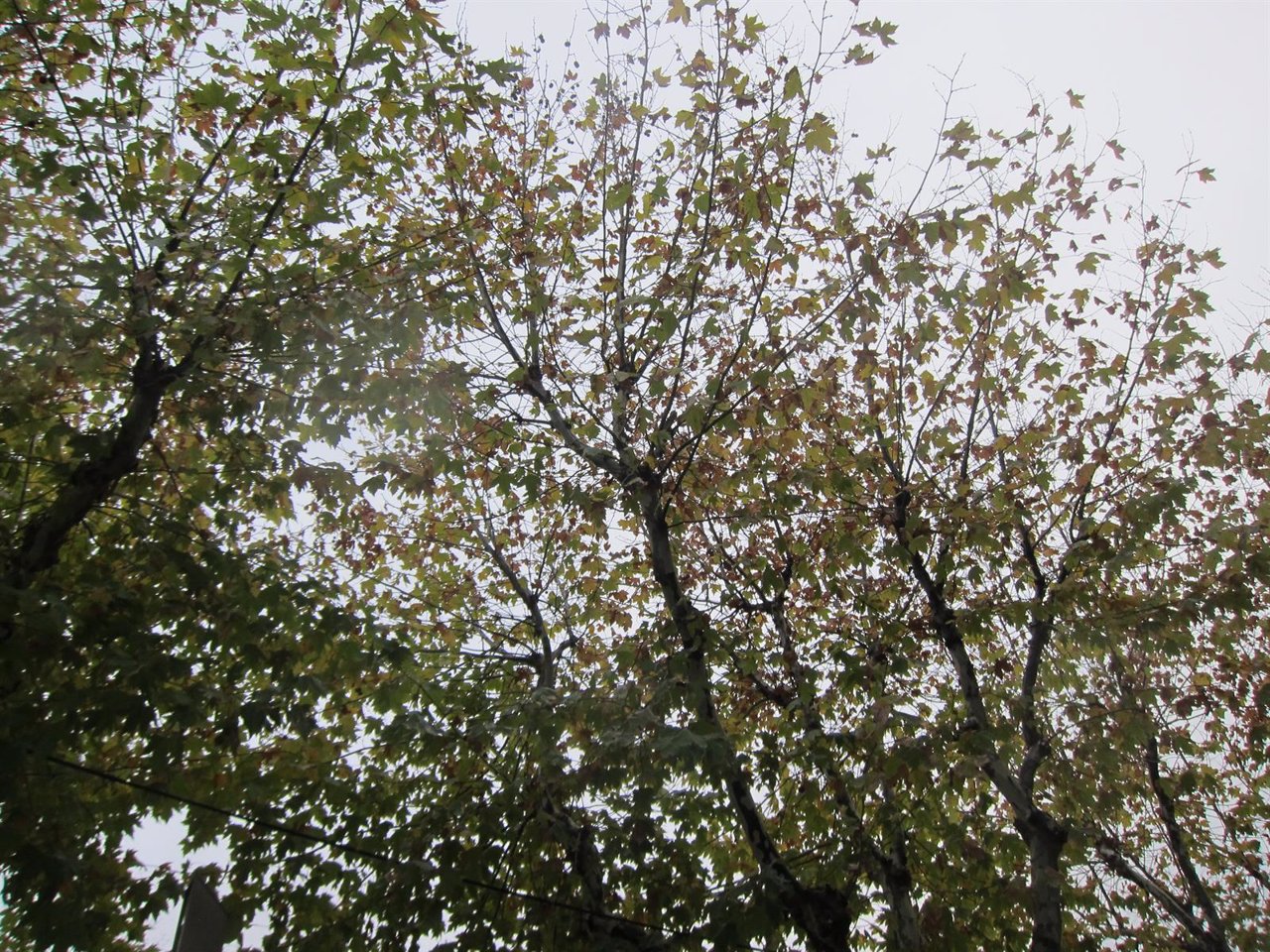 Otoño, árboles, frío, nublado, tiempo, hojas