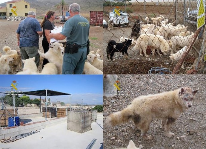 La Guardia Civil desmantela dos perreras clandestinas 