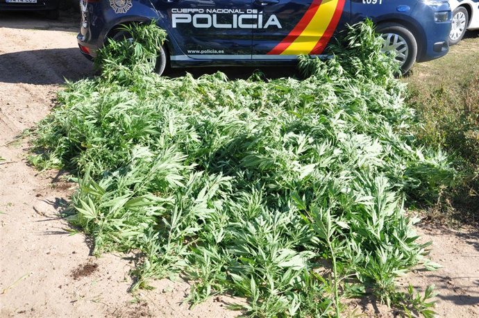 Plantas descubiertas