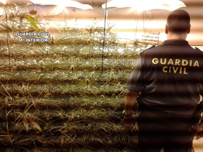 Marihuana localizada en la Penilla