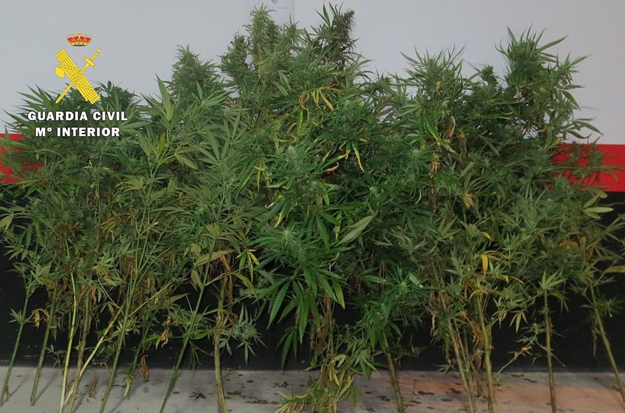 Plantación de Marihuana