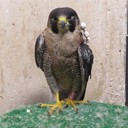 Un halcón peregrino en el hospital de fauna de GREFA, con un fijador