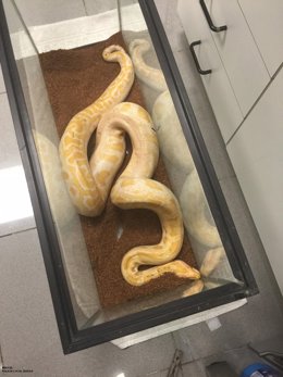 Serpiente hallada en Ibiza